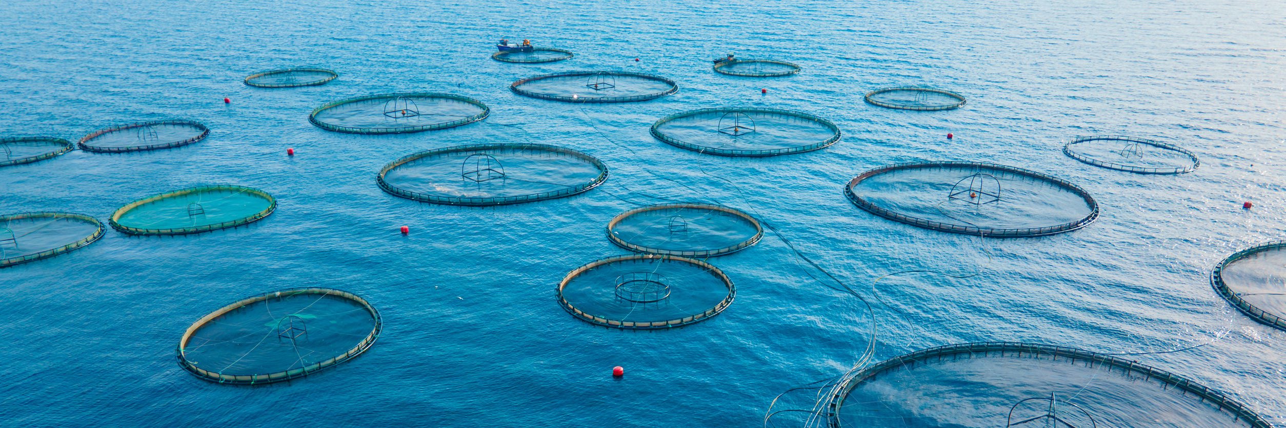 Aquaculture farmers boost productivity with advanced water management technology