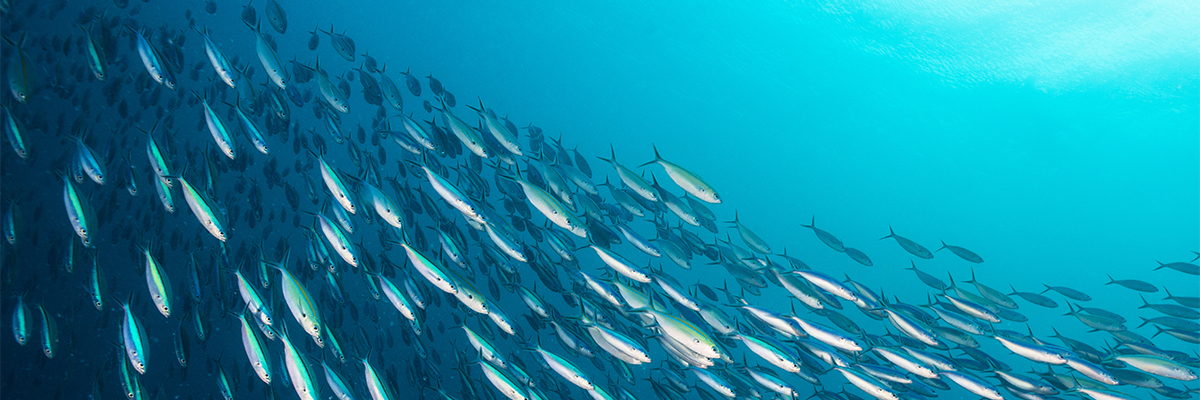 The growing problem of wastewater in oceans and coastal habitats