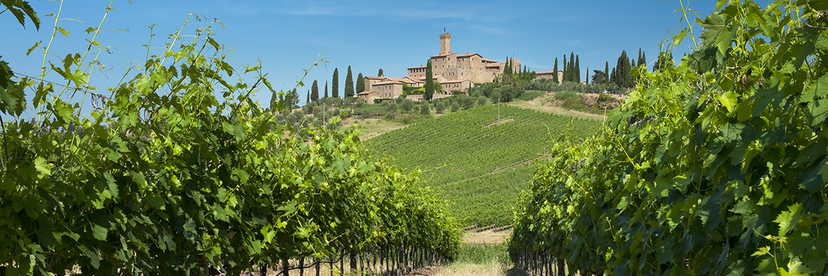 Winery cuts energy use in treating wastewater by 50%