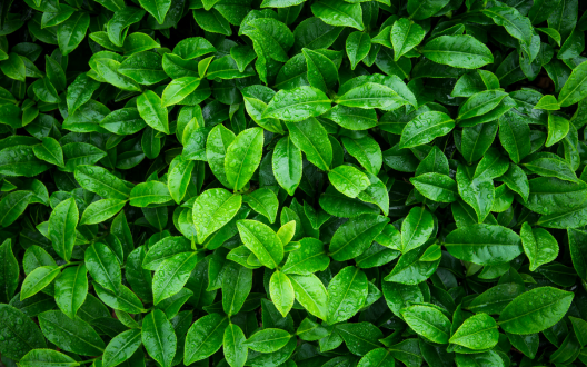 LEAVES